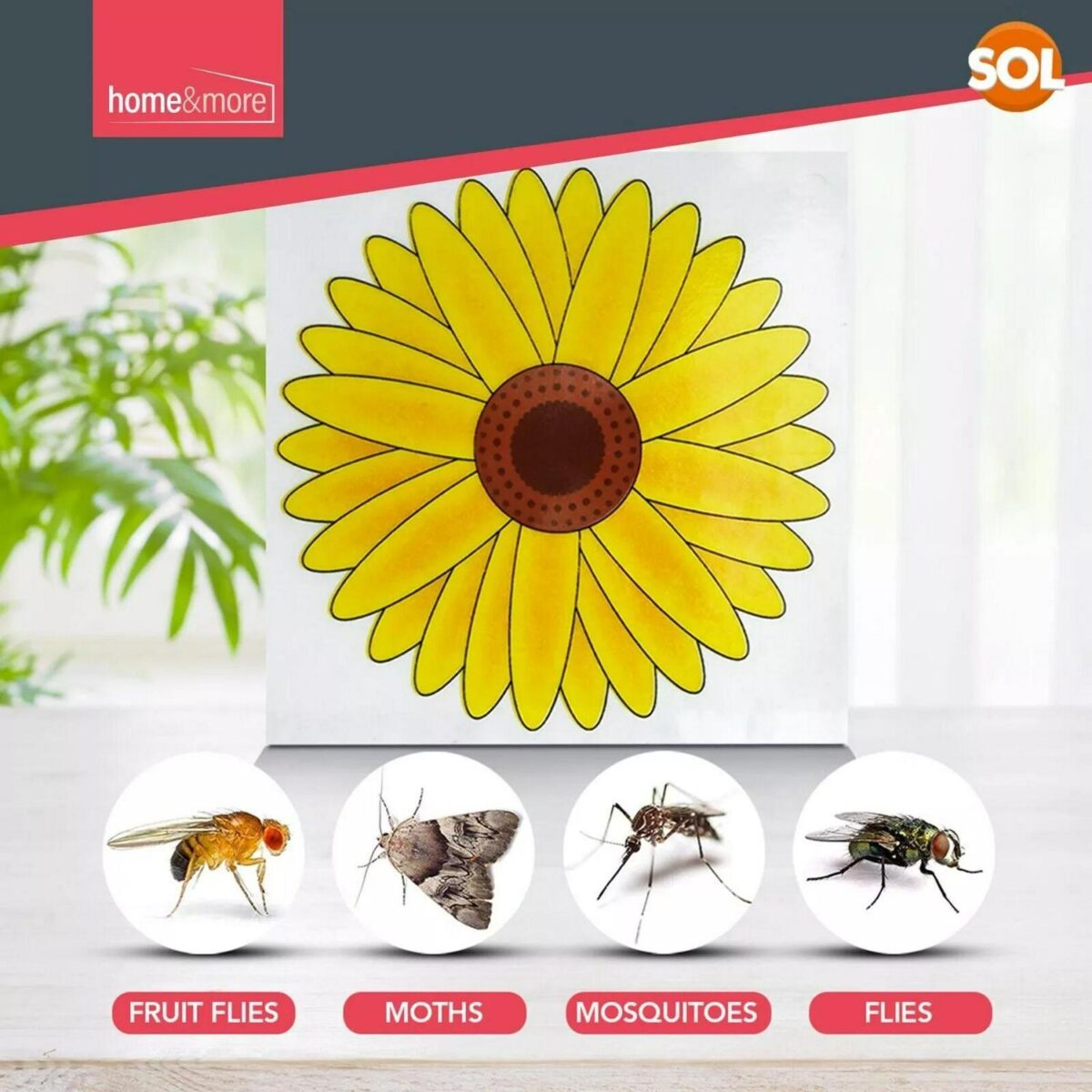16pk Fly Trap Window 038b0cd90736095b8bc007cea8a360e7