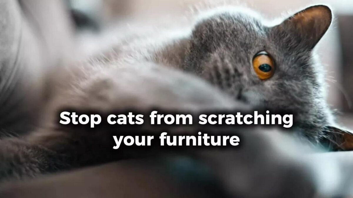 2pk Cat Scratching M 91e6bf3e3840010604e79648b70bc62d