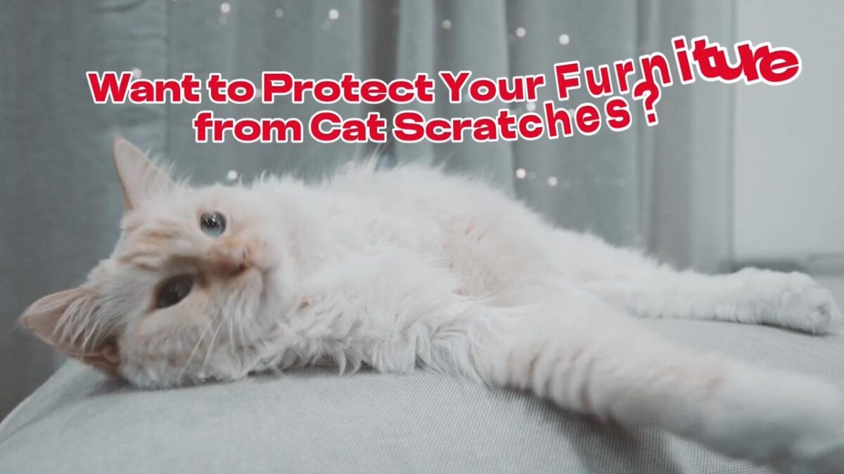 4 24 Cat Scratcher P 93fe3f9f38ce59b5c8c080d813dfbba3