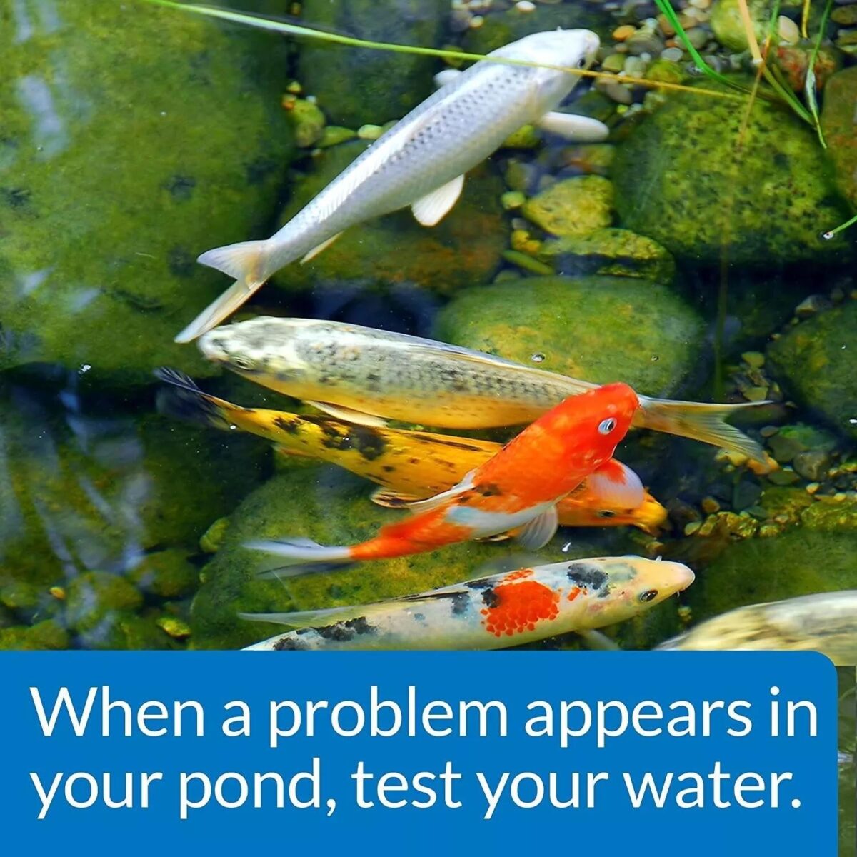API 500 Pond Master b579b7d4e5ffdae7d151fa246fde8ab8