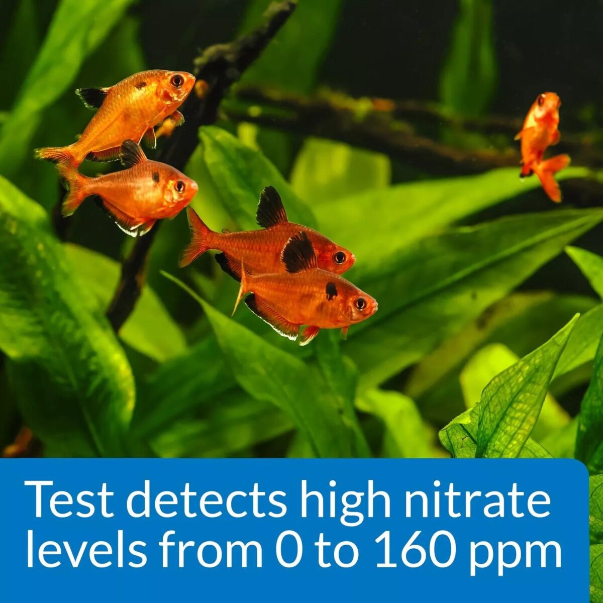 API Nitrate Test Kit bab5fbe9e096e206dceb10e61b238177
