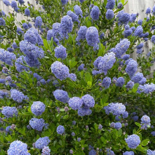 Ceanothus Yankee Poi f3be3ec210ab65d56c2f3c4488abfe7c