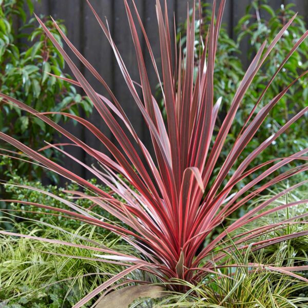 Cordyline Charlie Bo 63abcc406487f88fbadd962222429302