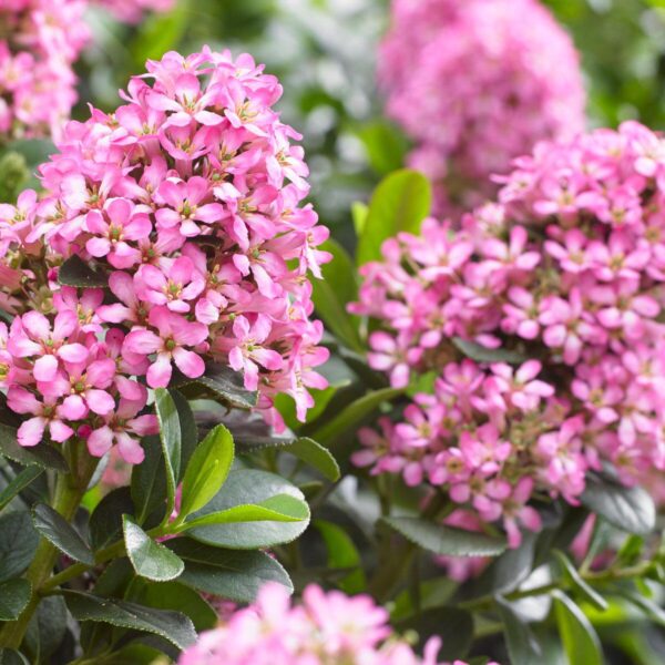 Escallonia Pink Elle c143d683bfa243ddf6ab20d6383e2b0b