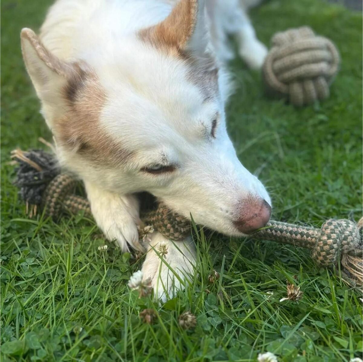 HugglePets Rope Dog 31781afd3b279e8309cf8f1ae398aaaf