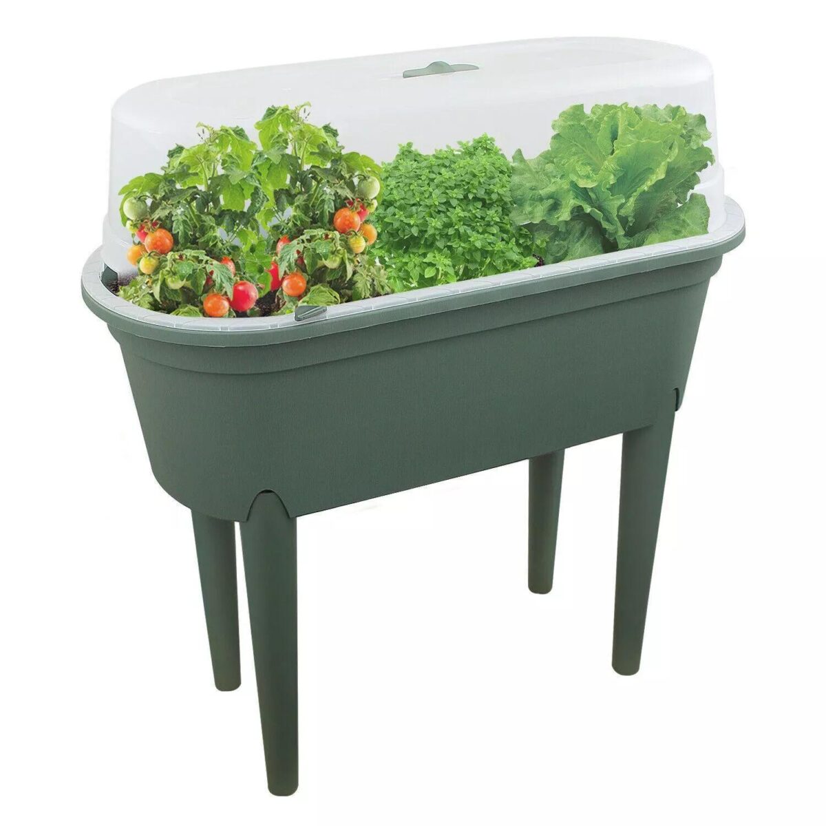 Raised Garden Plante 32349949c30c90abd2ae37f397afa376