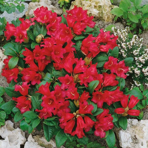 Rhododendron Bengale 29c321fca91bd74c54a07c4a9e2ed4fb