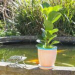 3x Hand-Printed Plant Pots with Saucers Garden Flower Planter 20.5cm Orange - Image 5