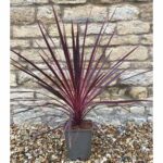 Cordyline Charlie Boy Potted Evergreen Shrub - Image 2