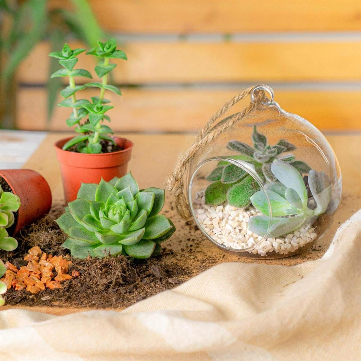 Hanging Glass Terrarium Small Home Planter Succulents Cactus Plants 10cm Clear - Image 5