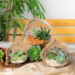 Hanging Glass Terrarium Small Home Planter Succulents Cactus Plants 10cm Clear - Image 6