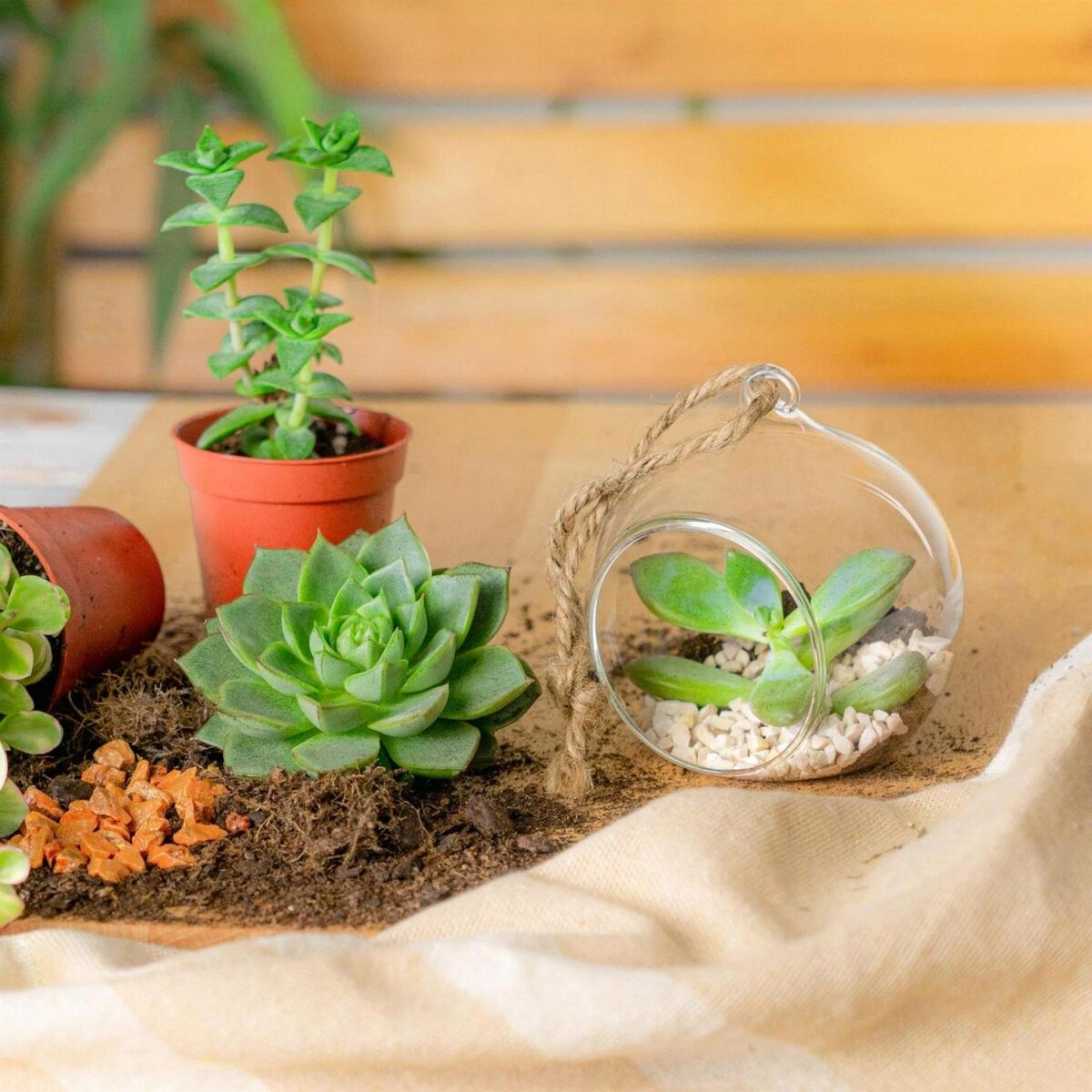 Hanging Glass Terrarium Small Home Planter Succulents Cactus Plants 8cm Clear - Image 5