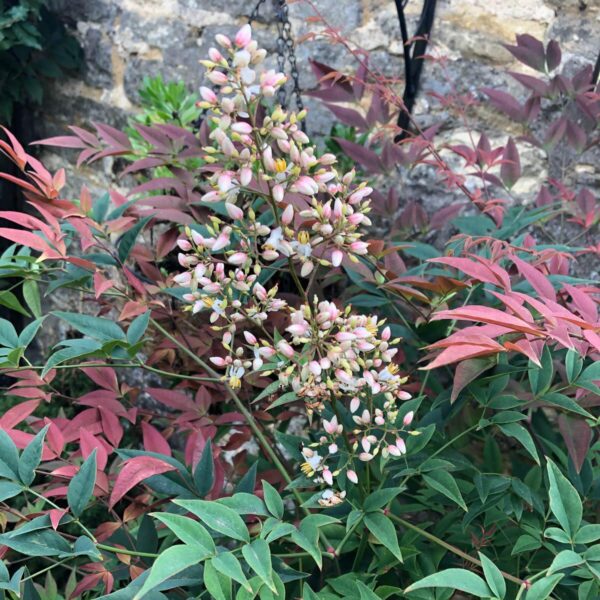Nandina Obsessed Pot b908ed2ad79e6c85ad748fa417acf170