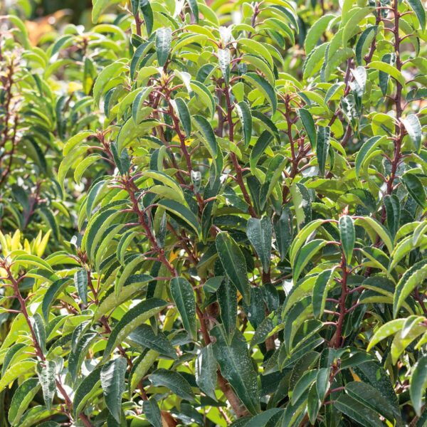 Prunus Lusitanica Po 6b3940b41bd2fc0e0ffa4e9ce815ea88